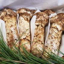 2022년 자연산송이버섯 참송이버섯 냉동능이 500g 1kg 추석선물용, 국산 참송이버섯 상품 1kg (고급포장)