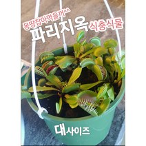 꽃나라엘리스 파리지옥-대/파리 나비 거미 등 곤충을 산 채로 먹어요