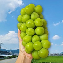 샤인머스켓2kg 4kg 1.5kg 김천샤인머스켓 수출용 망고포도 선물세트, 수출용 프리미엄 4kg(5송이)