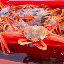 당일 조업한 구룡포 자숙 연지홍게 1.5kg 일반용, 일반용 1.5kg 6-7미