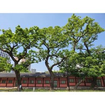 [꽃담은나무] 회화나무 황금회화나무 모음, 1.회화 실생1년(5주묶음), 1개