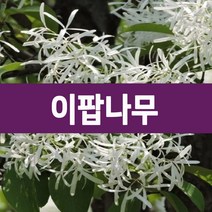 [나무의모든것] 이팝나무묘목 1~2년생, 이팝나무묘목 2년생, 1개