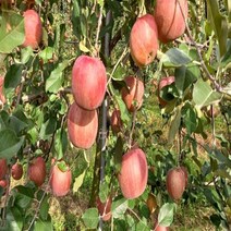 청송사과 부사 가정용 주스용 개당판매, 대과10개