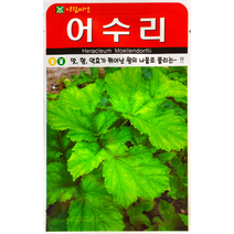 아람종묘 어수리씨앗 50립