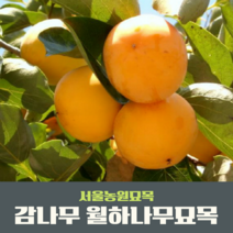 서울농원묘목/감나무 묘목 대봉 야오끼(왕대봉) 둥시 차량단감 월하시, 중묘