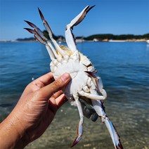 자연맛남 2kg (8미내외) 당일조업 발송 태안 활 꽃게 / 빙장포장, 1
