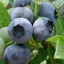 묘목/블루베리-듀크 3년생 포트묘/3개묶음 kk638, 3개