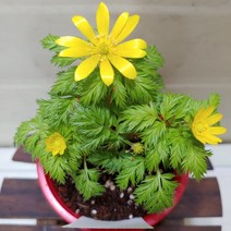 [성심꽃농원] 복수초 (소품) _ 039, 개