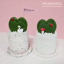 하트호야 호야케리 2겹 고급 테라조화분 set - 공기정화 전자파차단 산소배출, 화이트