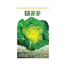 봄동배추 씨앗 20g 월동재배 가능 내한성 강함, 1개