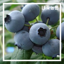 내꽃농원 블루베리(M7) 7치 화분 (결실주)