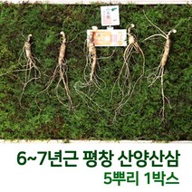 산삼어람 어버이날선물 동인발효삼 평창 산양삼 산삼 장뇌 장뇌삼 산양산삼 부모님선물 6~7년근 5뿌리 인삼/수삼/장뇌삼, 3개