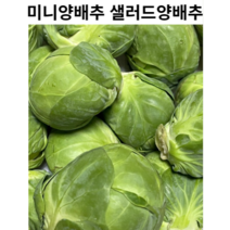 아삭한 국내산 미니양배추 250g 500g 샐러드용 양배추 미니 국산 가니쉬용 양배추