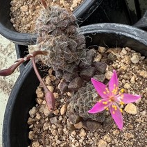 [올식스] 필라멘토사 다육식물 다육이 키우기, 1개