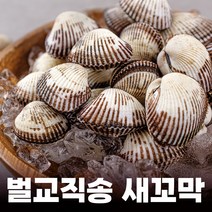 푸마담 벌교 새꼬막 산지직송 대 새꼬막, 5kg