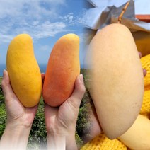 베리타임 프리미엄 항공직송 남독마이 골드망고 마하차녹 무지개망고 2kg 2.5kg 4kg 5kg 키로 고당도 태국 씨가 작은 골드 망고 옐로우 최상급 품질 달콤한, 골드망고4kg 8-12과