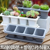 다육 식물 트레이 화분 + 받침(1P) - 다육이 플라스틱화분 플분 모종 화분세트 모종판 모종화분 인테리어 홈데코 홈카페