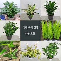여름식물20종 중품 황금마삭줄 크루시아 초설마삭줄 유칼립투스 콤펙타 아글레오네마사파이어 산세베리아, 01.황금마삭줄, 1개