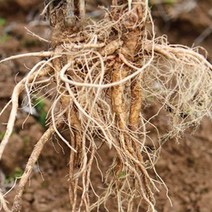 [LY] 잔대 딱주 식재 산야초 씨앗 품종 작물 종자 10000립 (LY 961033EA ), ＠릴리쿠팡▶ 본상품선택