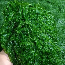 산지직송 완도산 생 파래 물파래 200g 1kg 2kg 4kg 8kg 10kg, 생파래 10kg(10kg * 1 벌크포장)