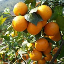 묘목 -귤나무 (밀감) 접목2년 KJ1314