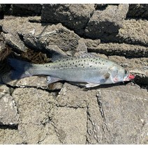 농어 광어 웜 바늘 채비 지그헤드 루어낚시 소프트베이트, 27g, 그린-화이트(야광펄)