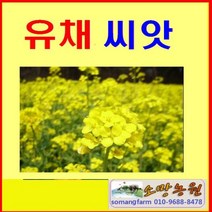 C(소망)한라유채씨앗(1kg) 제주도 유채꽃 씨앗