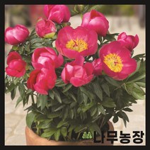 (나무농장) 왜성 향수작약(오슬로) 구근