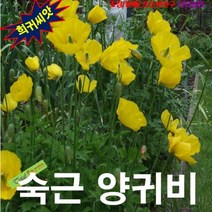 (희귀씨앗) 숙근양귀비 Welsh Poppy 노랑 20립, 상세페이지 참조