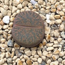 [올식스] 프레드 48A 코노피튬 리톱스 다육 식물 다육이 키우기