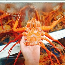 [프레쉬푸드] 프리미엄 국내산 동해 자숙 홍게 3kg 7~8마리, 단품