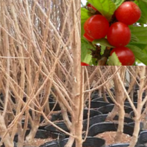 (HG소망)점보 왕앵두나무묘목 (접목2년생 화분) 1그루