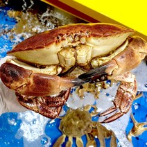 살아있는 활 브라운크랩 알크랩 킹크랩, 활 브라운크랩 1마리 0.8kg~0.9kg