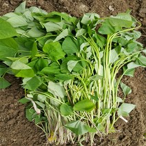 조은해남 호박고구마 모종 1kg, 1박스, 4월12일(수) 도착