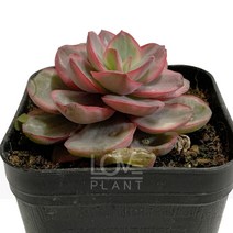 [꽃사랑식물나라] 수연금 다육이 에케베리아 공기정화식물 식물키우기 화분