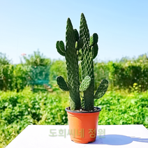 도희씨네 정원>> 승승장구 쌍둥이 만세선인장 150″ class=”wr-img”></a></div></p></div></p></div></p></div><div class=