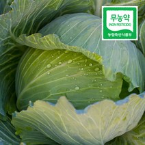 새벽들 양배추, 1box, 10kg(5-6통)