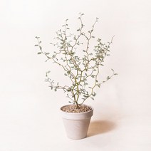 인테리어식물 공기정화식물 마오리소포라 율마 스투키 문샤인 유칼립투스 올리브나무, 1개, 5.마오리소포라+독일토분 화이트크림