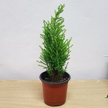 레몬향이 나는 율마(소품) 공기정화식물 피톤치트 반려식물 크리스마스트리