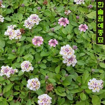 쿠라피아 꽃잔디, 03. 25cm사각포트