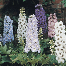 델피늄 매직파운틴 [3포트](복남이네 야생화 모종 delphinium) 꽃색랜덤