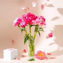 남도보물 강진 꽃작약 생화 작약꽃 5송이(사라+랜덤) 강진화훼농가 직거래