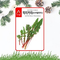 솔림텃밭몰 적치커리씨앗 1500립 로사이탈리아나 쌈채소 치커리