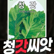 갓 씨앗 돌산갓 얼청갓 청갓 적갓, 청갓