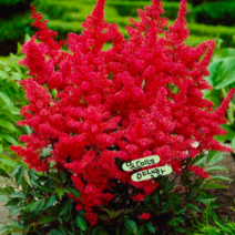 아스틸베 레드 [1포트] 15cm포트 (복남이네 야생화 모종 노루오줌 astilbe) 파날, 1개