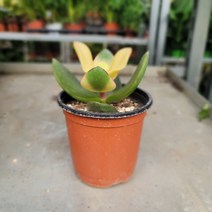 10~15cm 28 황금염좌 다육이 소품