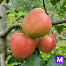 [메디머스] 강원도 횡성사과 달콤아삭! 면역력 지키는 사포닌 사과 [아리수 5kg], 5kg/중/(19~22과), 1개