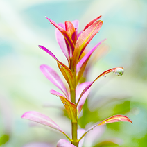 [무료배송(3촉)] 선셋 로탈라sp 핑크 컬러 붉은 수중엽 고급 레어 레드 수초 구피새우, 3촉