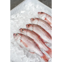 부산 앞바다 손질 금태 1미400g 2미500g 금태솥밥 아까무스, 1개, (250g x 2미) 1개