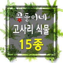 꽃들이네 보스턴고사리 상록넉줄 고사리 더피고사리 실버레이디 수경재배식물 수생식물 실내공기정화식물 실내화초 거실화분 키우기좋은식물 공기정화식물 화초 반려식물, 블루스타펀 고사리/소형, 1개